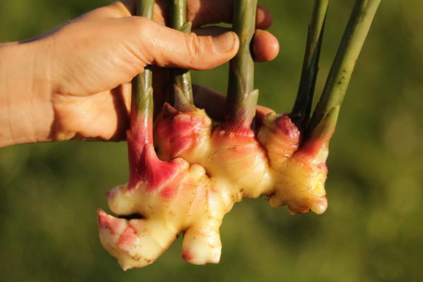 Gingembre frais