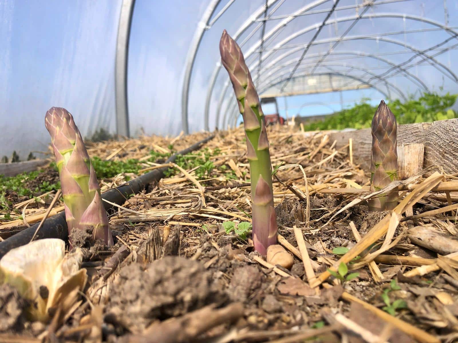 Les asperges arrivent