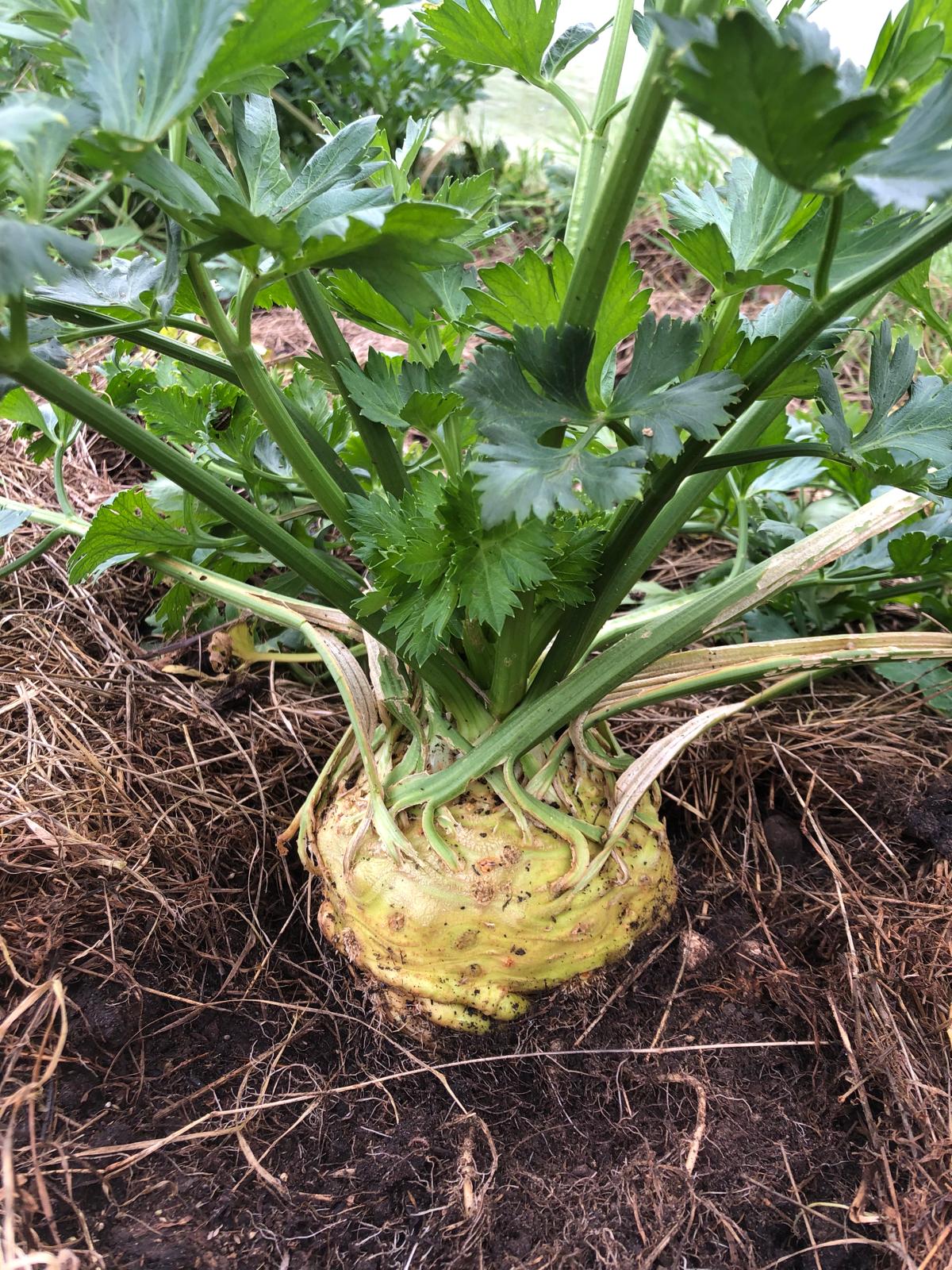 Slam d’un légume dépité