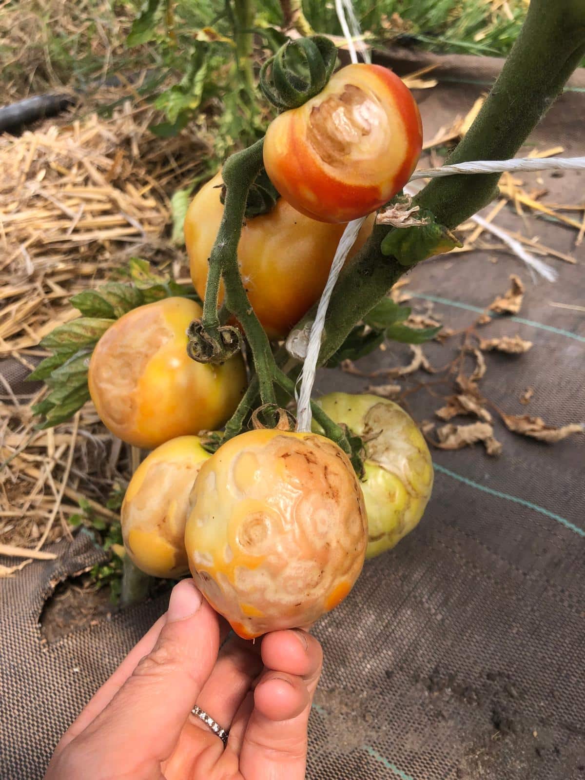 Les tomates arrivent