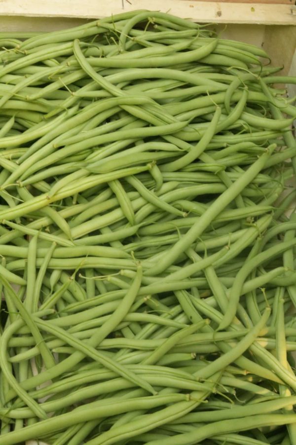 Haricots verts