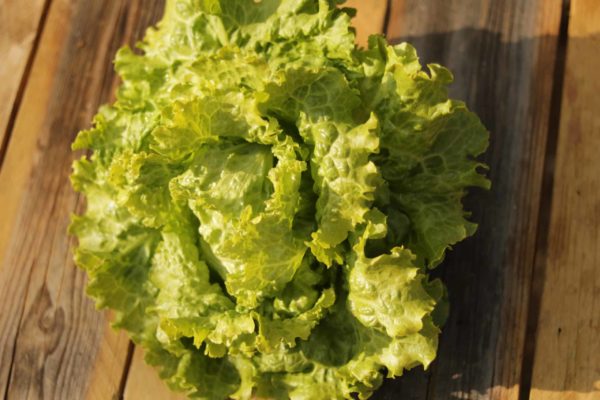 Salade