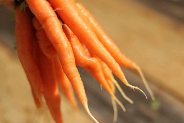 Carottes nouvelles