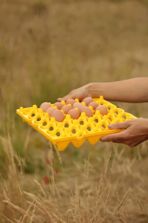 Oeufs de pâturage bio