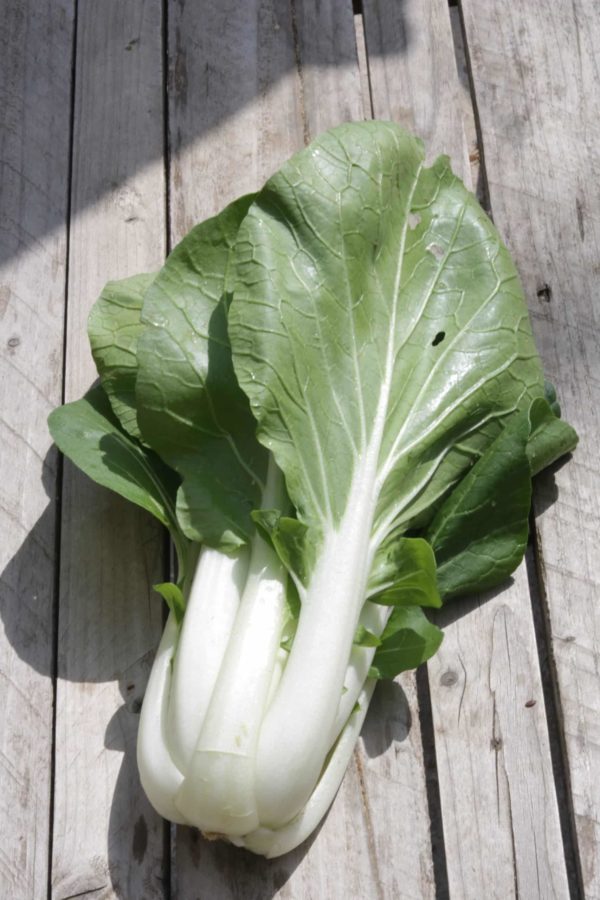Chou pak-choi