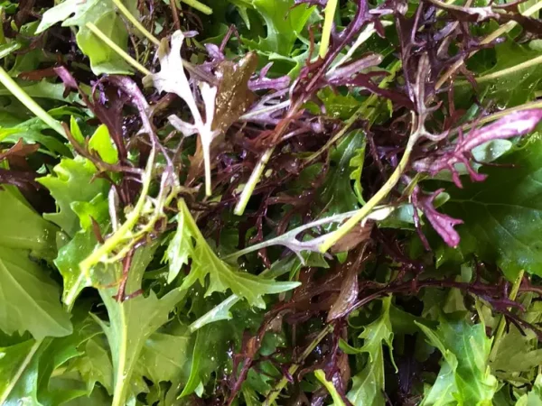 Mesclun asiatique