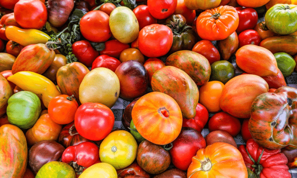 Tomates anciennes