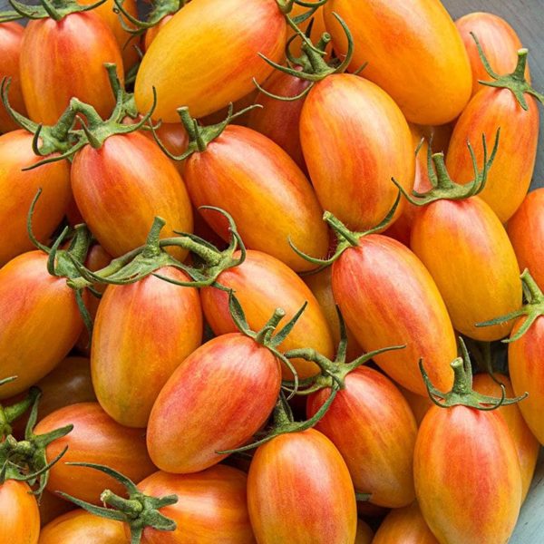 Tomates cocktail