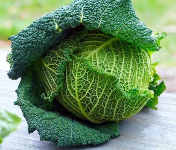 Chou vert frisé