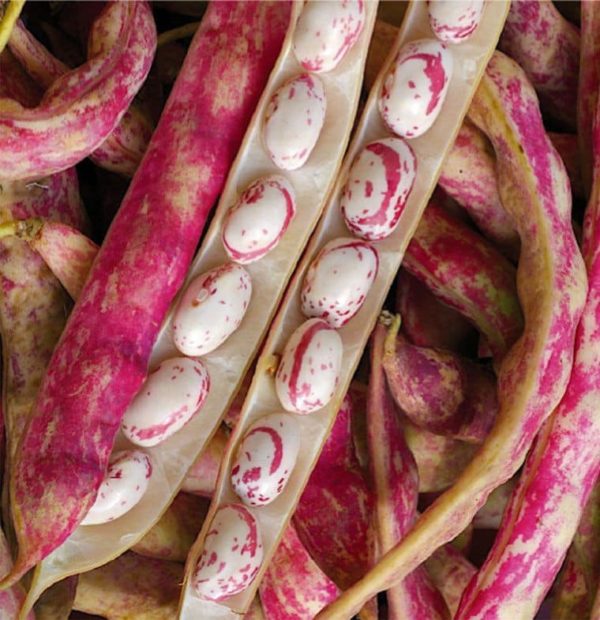 Haricots "Borlotto"