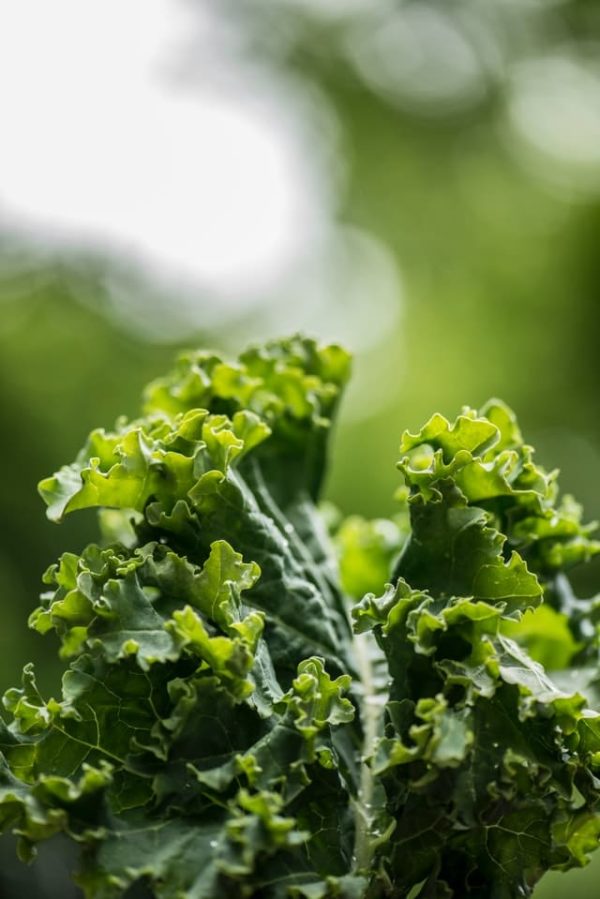 Chou Kale