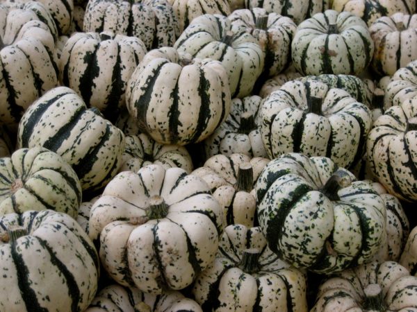 Courge patidou