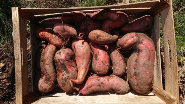 Patates douces