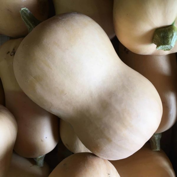 Butternut