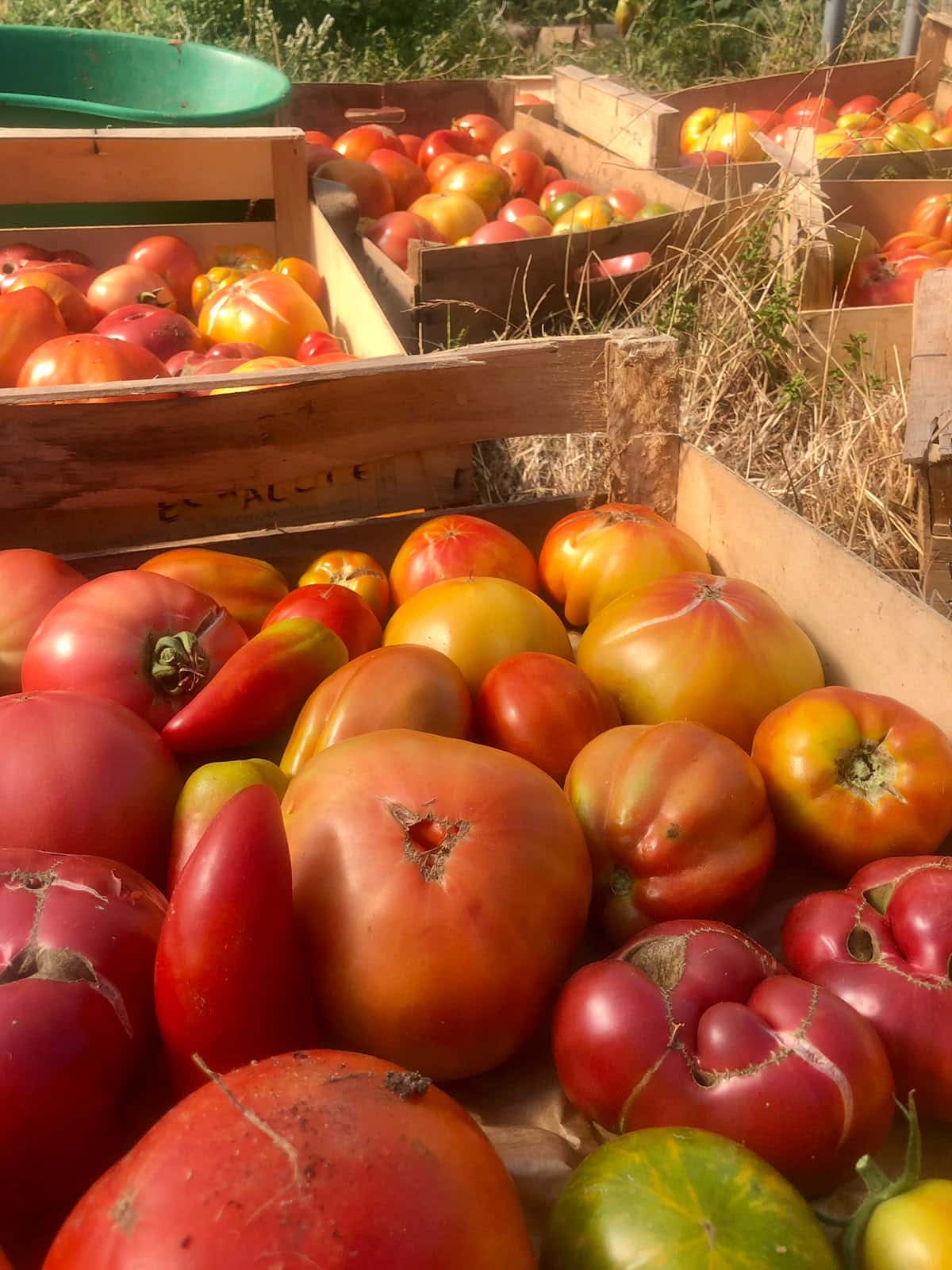 Les aventures d&rsquo;une tomate